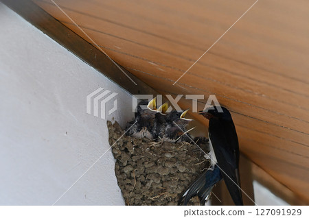 Swallow parenting 127091929