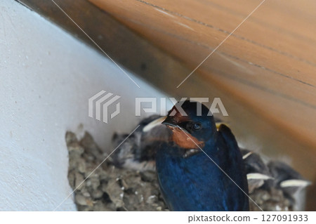 燕子養育 燕子養育 127091933