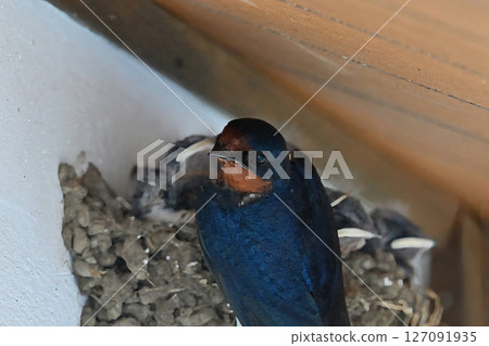 Swallow parenting Swallow parenting 127091935