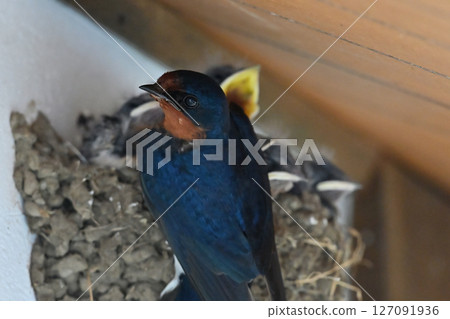Swallow parenting Swallow parenting 127091936