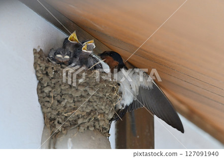 Swallow parenting Swallow parenting 127091940