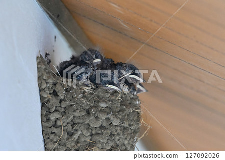 Cute swallow chicks Cute swallow chicks 127092026