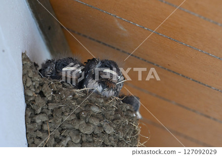 Cute swallow chicks 127092029