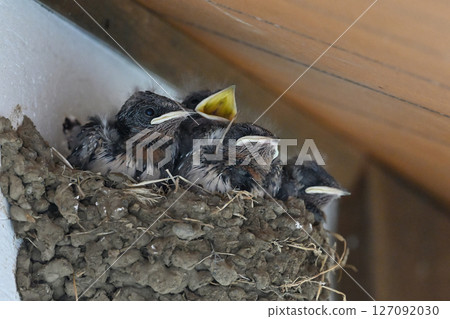 Cute swallow chicks Cute swallow chicks 127092030