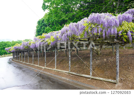 Wisteria trellis at Heiwayama Park in Maruseppu, Engaru Town (rainy day) 127092083
