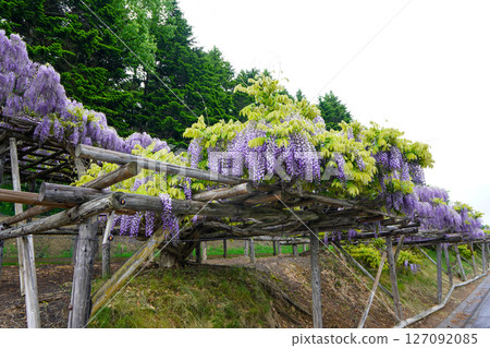 遠輕町丸塞布平和山公園的紫藤花架(雨天) 遠輕町丸塞布平和山公園的紫藤花架(雨天) 127092085