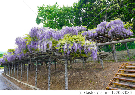 遠輕町丸塞布平和山公園的紫藤花架(雨天) 遠輕町丸塞布平和山公園的紫藤花架(雨天) 127092086