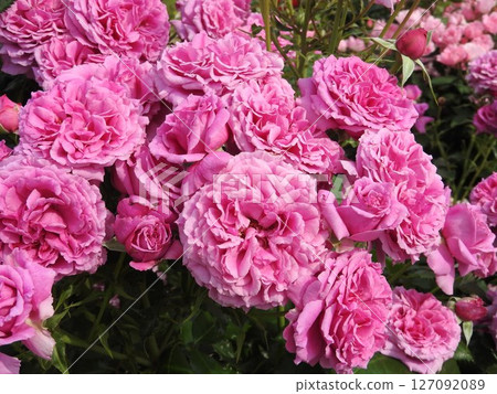 永遠盛開的玫瑰“香氛空氣” 127092089