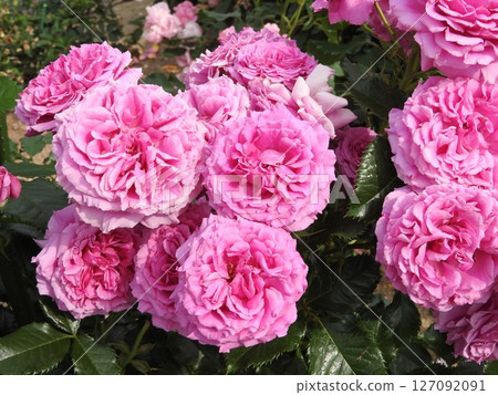 The ever-blooming rose "Scented Air" The ever-blooming rose "Scented Air" 127092091