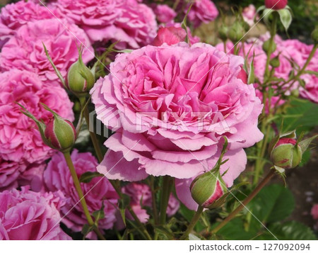 永遠盛開的玫瑰“香氛空氣” 永遠盛開的玫瑰“香氛空氣” 127092094