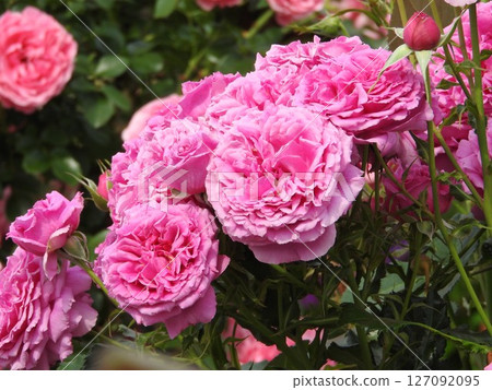 永遠盛開的玫瑰“香氛空氣” 127092095