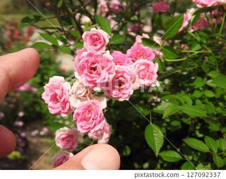 世界上最小的玫瑰“小樹林” 127092337