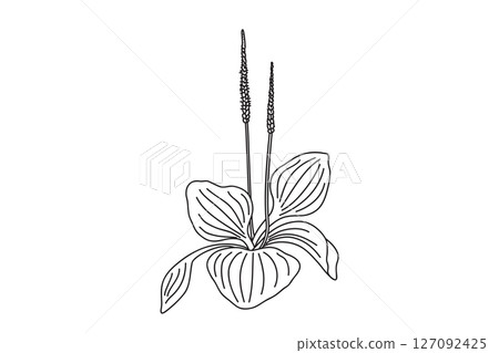 Line art botanical growing plantain bush isolated on white background. Hand drawn outline plantain leaves and flowers plant vector illustration. Graphic design element for Birthday Wedding Greeting Line art botanical growing plantain bush isolated on white background. Hand drawn outline plantain leaves and flowers plant vector illustration. Graphic design element for Birthday Wedding Greeting 127092425
