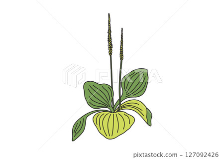 Botanical growing plantain bush isolated on white background. Hand drawn plantain leaves and flowers plant vector illustration. Graphic design element for Birthday Wedding Greeting Card Flyer Poster 127092426