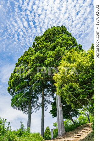 Cedar grove near the summit of Shizugatake, Nagahama City, Shiga Prefecture 127092632