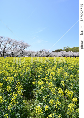 Spring of Saitobaru Burial Mounds Spring of Saitobaru Burial Mounds 127092715