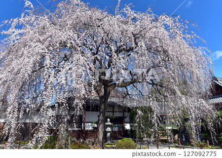 Weeping cherry blossoms at Honmanji Temple shining against the blue sky 127092775