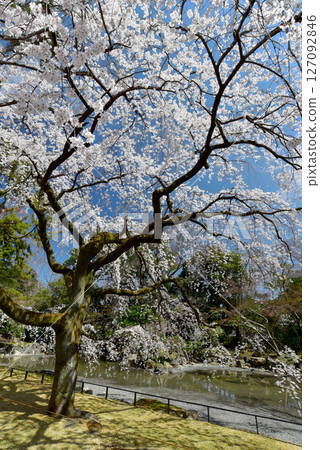 京都御苑,近衛宅邸的櫻花在藍天的襯托下盛開 京都御苑,近衛宅邸的櫻花在藍天的襯托下盛開 127092846