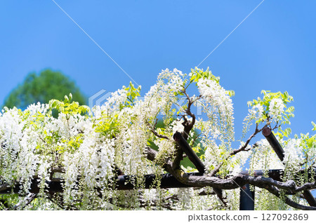 藍天和白色紫藤花 藍天和白色紫藤花 127092869