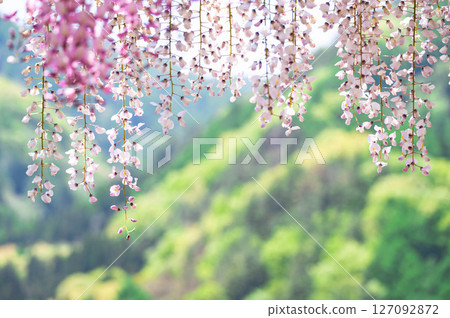 美麗的懸掛紫藤花 127092872