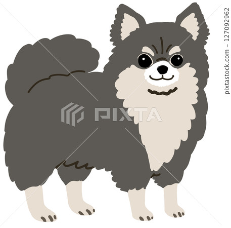 長毛吉娃娃的插圖 127092962