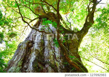 屋久島Kimotosugi 127092981