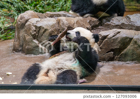 貓熊寶寶 貓熊寶寶 127093006
