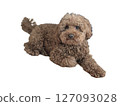 躺著的玩具貴賓犬 127093028
