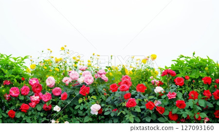 Vibrant red and pink roses with yellow flowers against clear sky 127093160