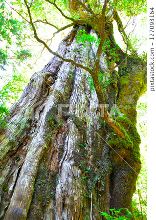 Yakushima Kimotosugi Yakushima Kimotosugi 127093164