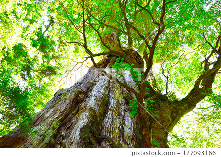 Yakushima Kimotosugi 127093166