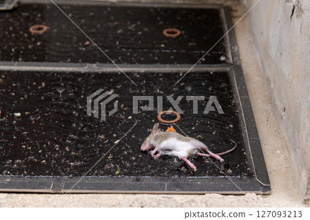 一隻剛捕獲的小老鼠被黏在黏鼠墊裡 127093213