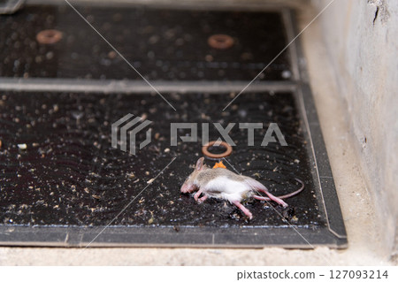 一隻剛捕獲的小老鼠被黏在黏鼠墊裡 127093214