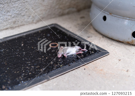 一隻剛捕獲的小老鼠被黏在瓦斯罐旁的黏鼠墊上。 127093215