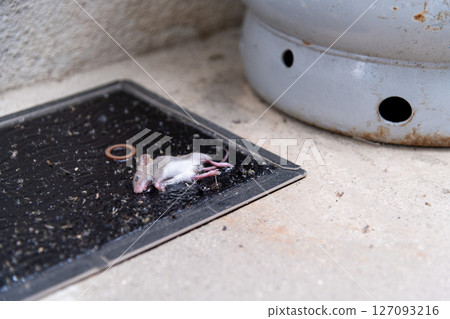 一隻剛捕獲的小老鼠被黏在瓦斯罐旁的黏鼠墊上。 127093216