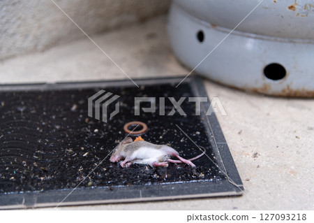 A freshly caught baby mouse caught on a sticky mouse mat set up next to a gas cylinder. A freshly caught baby mouse caught on a sticky mouse mat set up next to a gas cylinder. 127093218