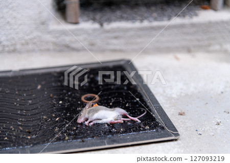 A newly captured baby mouse caught on a sticky mouse mat set up in front of an air vent under the eaves A newly captured baby mouse caught on a sticky mouse mat set up in front of an air vent under the eaves 127093219