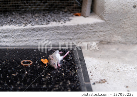 A newly captured baby mouse caught on a sticky mouse mat set up in front of an air vent under the eaves 127093222