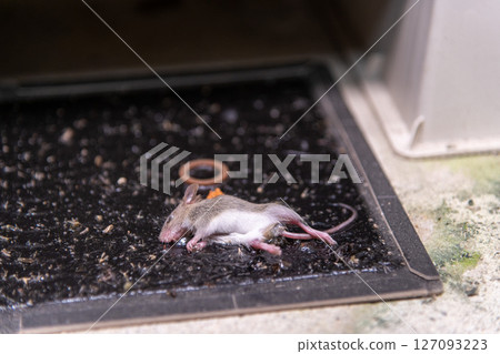 A newly captured baby mouse caught on a sticky mouse trap set up under an air conditioner's outdoor unit. 127093223