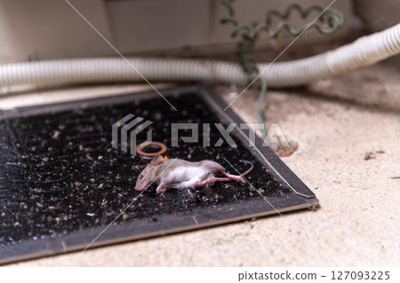A newly captured baby mouse caught on a sticky mouse trap set up next to an air conditioner's outdoor unit. A newly captured baby mouse caught on a sticky mouse trap set up next to an air conditioner's outdoor unit. 127093225