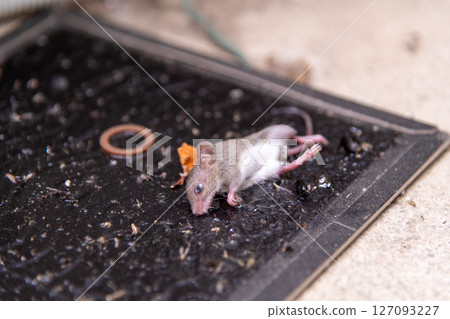 A newly captured baby mouse caught on a sticky mouse trap set up next to an air conditioner's outdoor unit. A newly captured baby mouse caught on a sticky mouse trap set up next to an air conditioner's outdoor unit. 127093227