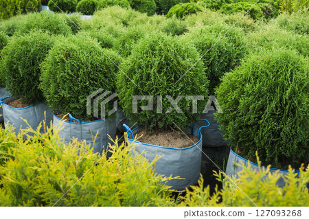 Lush green conifer round small thuja bush in row in garden in nursery. Varietal Brabant thuja in container. Good for hedge. 127093268