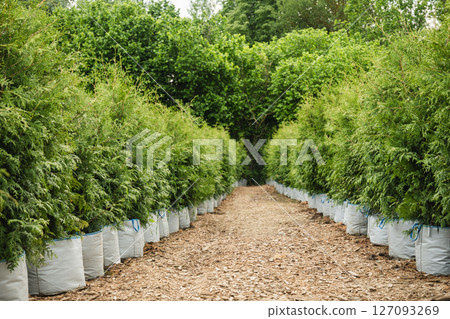 Lush green conifer thujas bush in row in garden in nursery. Varietal Brabant thuja in pot on ground for sale. Good for hedge. 127093269