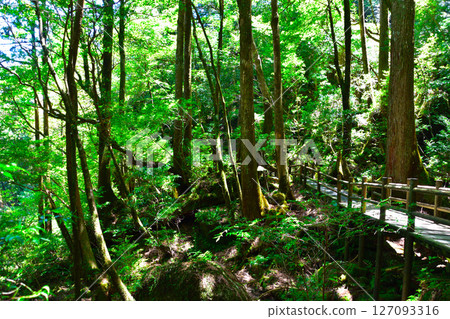Yakushima Yakusugi Land Yakushima Yakusugi Land 127093316