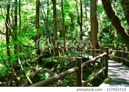 Yakushima Yakusugi Land Yakushima Yakusugi Land 127093318
