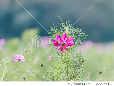Red cosmos Red cosmos 127093319