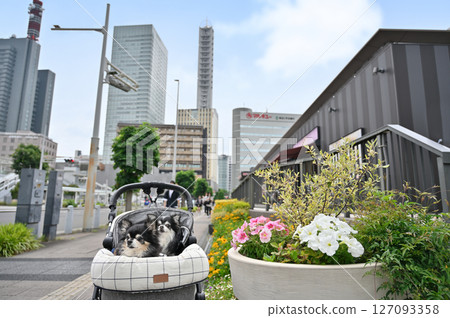 Walking and shopping with my dog (Saitama New Urban Center, Saitama Prefecture) Chihuahua Walking and shopping with my dog (Saitama New Urban Center, Saitama Prefecture) Chihuahua 127093358