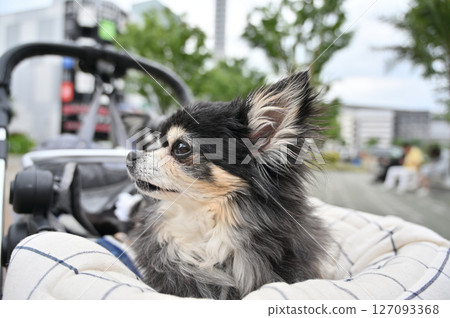 Walking and shopping with my dog (Saitama New Urban Center, Saitama Prefecture) Chihuahua Walking and shopping with my dog (Saitama New Urban Center, Saitama Prefecture) Chihuahua 127093368