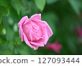 空中花園玫瑰園_一朵花 127093444