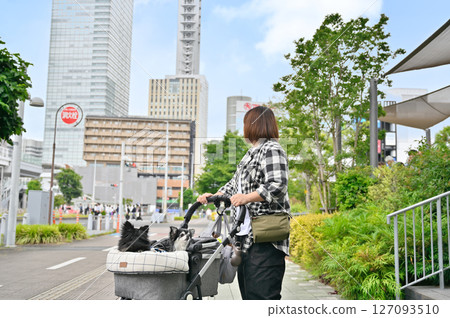 A woman walking and shopping with her pet dog (Saitama New Urban Center, Saitama Prefecture) Chihuahua A woman walking and shopping with her pet dog (Saitama New Urban Center, Saitama Prefecture) Chihuahua 127093510